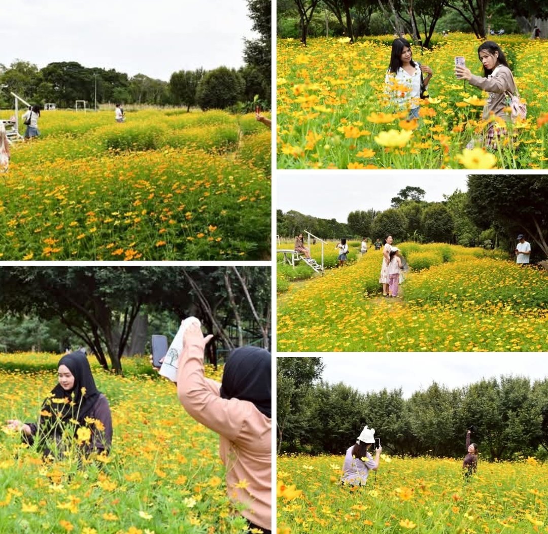 タイ。🇹🇭。バンコク。
チャットチャック。
Rot Fai Park
สวนรถไฟ
本日の風景だと。コスモスが満開。👍
maps.app.goo.gl/t5tChSjmiiFLa9…