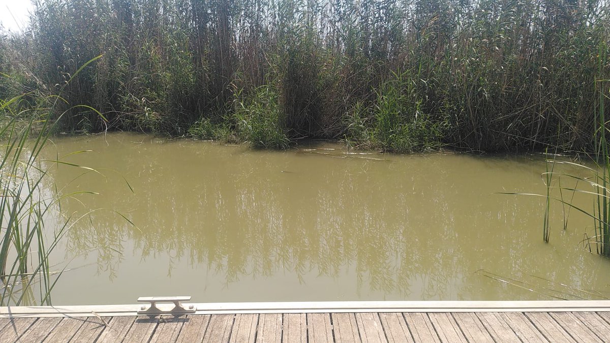 🌡️ Els estius cada volta més càlids provoquen grans canvis en l’oxigen de l’aigua 💧.
📍 Al Tancat de la Pipa fem seguiment per entendre com afecta al nostre ecosistema 🌿🐟