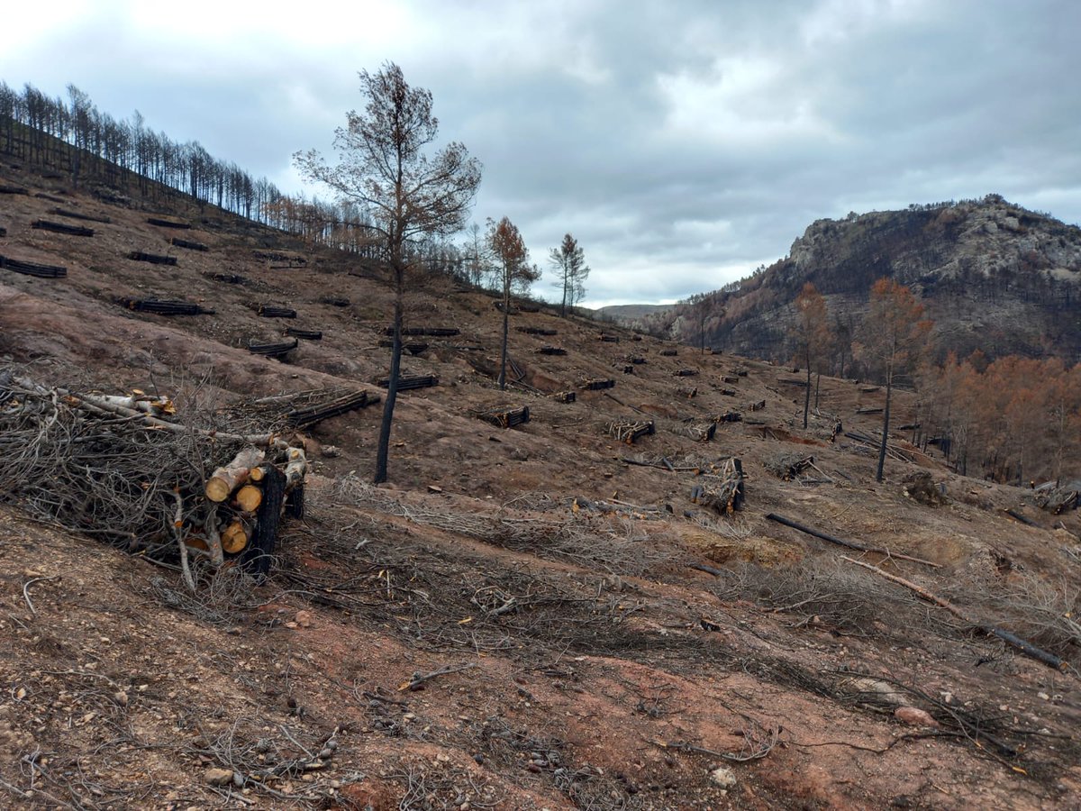 Generalitat (@generalitat) on Twitter photo 🌲 Restauració de les zones afectades pels incendis forestals de 2022
📍 Vall d'Ebo, Bejís i Venta del Moro
💶 La Generalitat invertix 7,7 milions d'euros
🎯 Objectiu ➡ Recuperar a mitjà termini la funcionalitat ecològica, social i ambiental de les muntanyes afectades
Els 🌲 Restauració de les zones afectades pels incendis forestals de 2022
📍 Vall d'Ebo, Bejís i Venta del Moro
💶 La Generalitat invertix 7,7 milions d'euros
🎯 Objectiu ➡ Recuperar a mitjà termini la funcionalitat ecològica, social i ambiental de les muntanyes afectades
Els