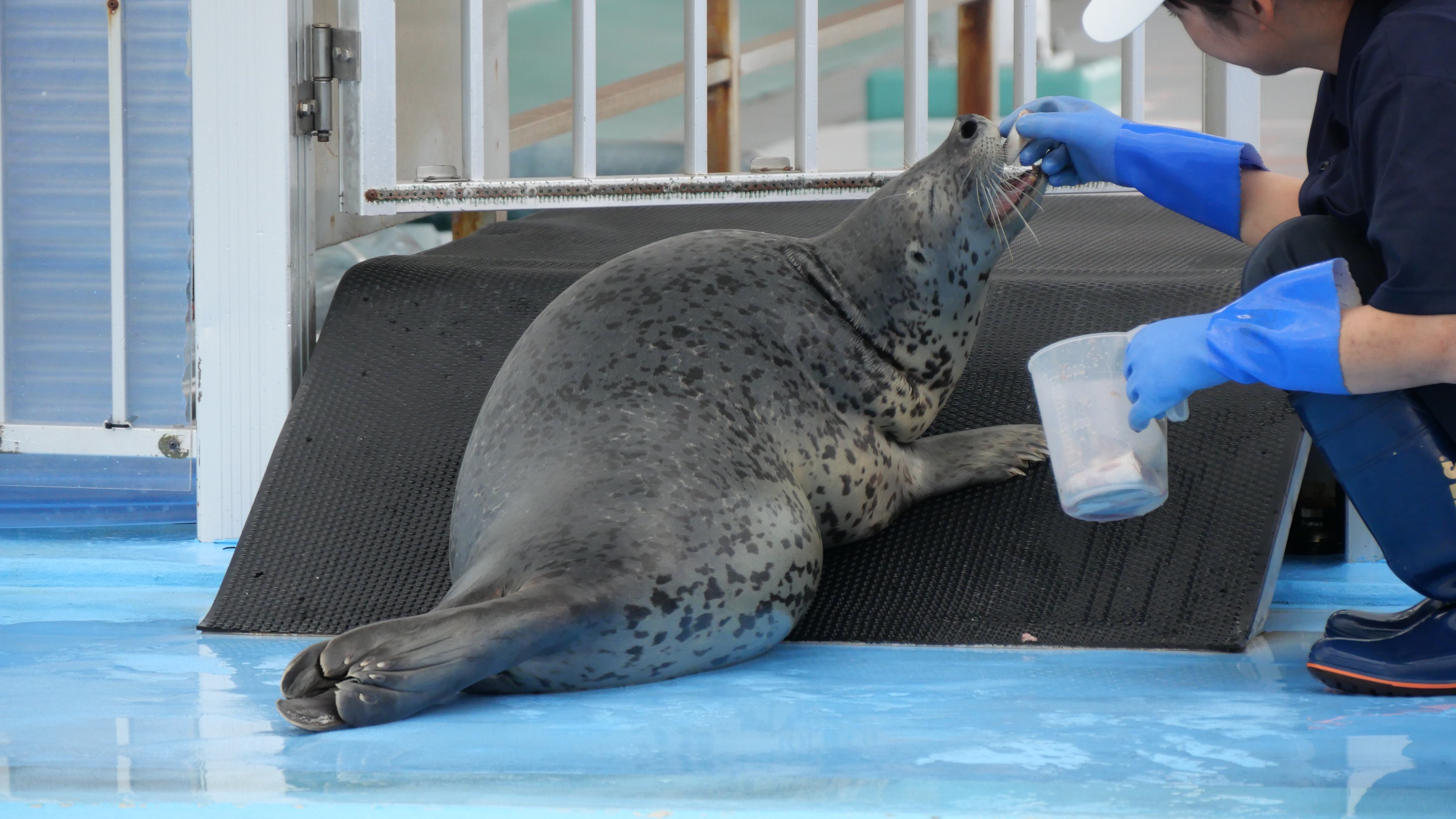 ごまふあざらしさまオーダー分！ ごまふあざらしさまオーダー分！ ｽｽﾞｷ