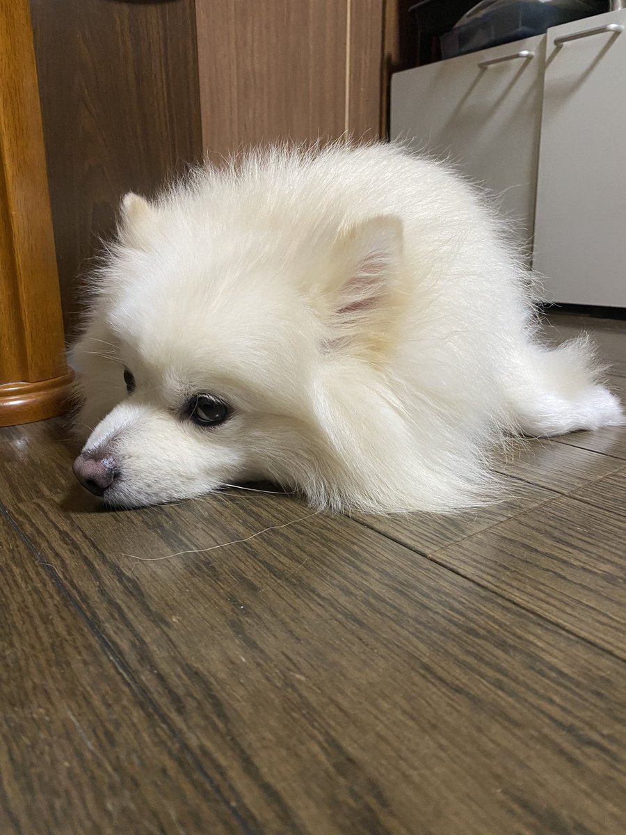 ポメ＠りく♂ (@haruina7) / Posts / X