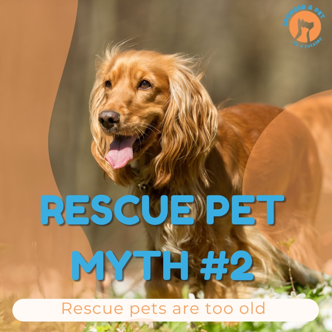 Sponsor_a_Pet's tweet photo. Give senior pets the happiness they deserve to thrive in their final years! 
Share this with someone who’d make a great owner or foster for a senior pet.
#AnimalRescue #SponsorAPet #AdoptDontShop #AnimalBehavior #SupportAnimalRescue #SeniorPets #SeniorDog #SeniorCat https://t.co/Xiw2faCYvV