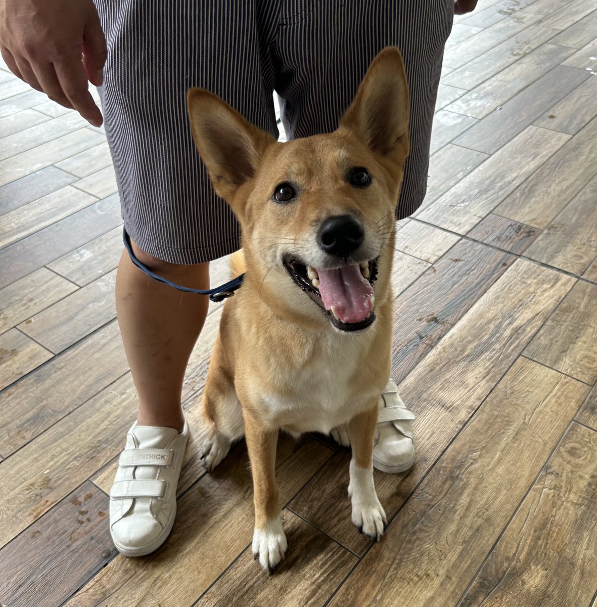 monger0610's tweet photo. 一緒のお出かけがすっごくうれしそうで飼い主を喜ばせる犬

＃柴犬
＃17kgオーバー https://t.co/um4U3oOTuV