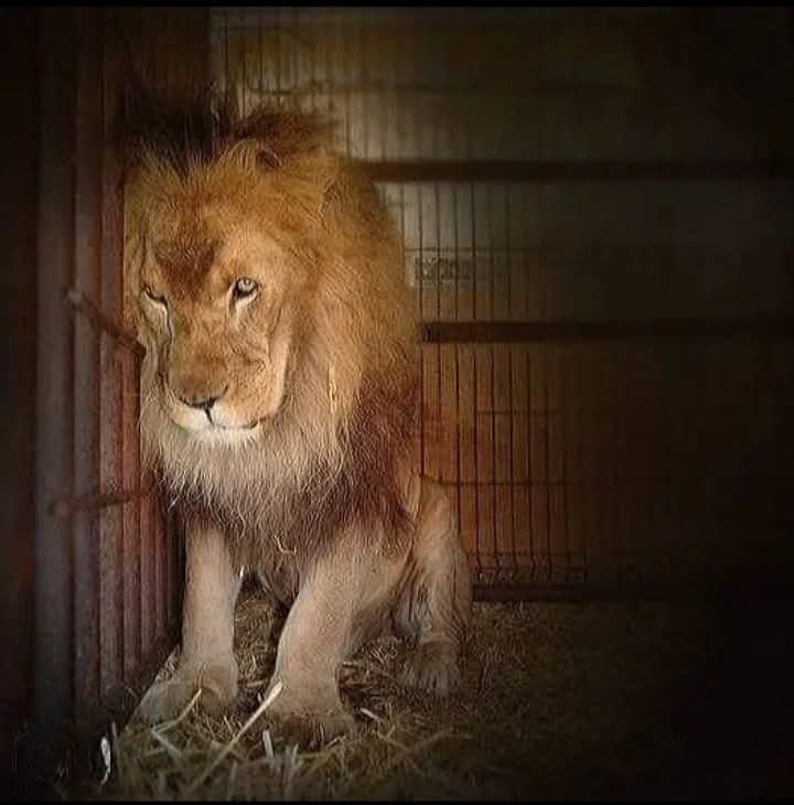 AdeaClaude's tweet photo. "Le fait d'enfermer dans une cage des animaux libres et fiers est l'un des procédés les plus abominables de la colonisation".

Louis Aragon https://t.co/Ia3dGsZlxD