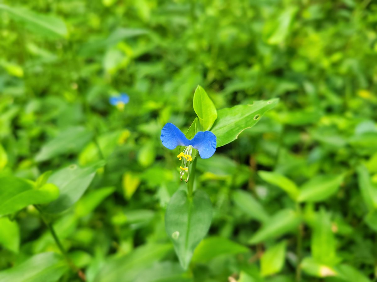 오랫만에 산책길에서 만난 닭의장풀💙
아이들이 어릴 때는 풀, 나무 이름 척척 알려줬는데… 이제 제가 기억이 가물가물🌿💙

#닭의장풀 #초록이들 #산책일상 #꽃 #부산