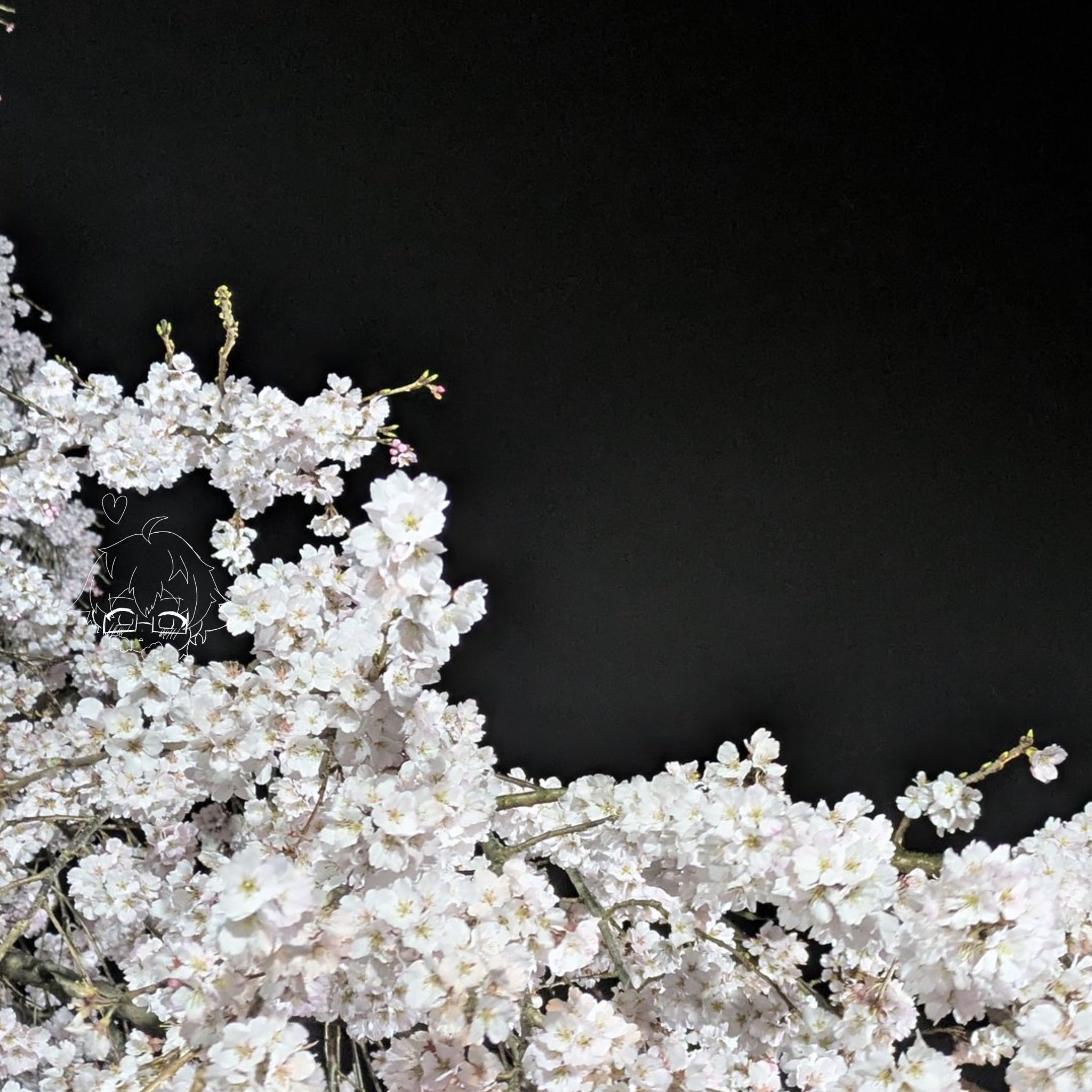 桜❀　0507 250807 ICN - 飛泰國嘍🇹🇭 - 𝐅𝐨𝐥𝐥𝐨𝐰 𝐒𝐀𝐊𝐔𝐑𝐀