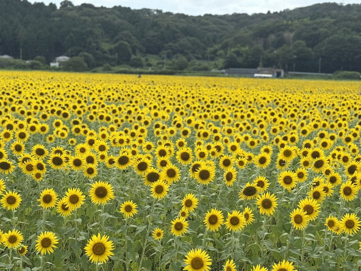 とっちー (@tocchi530) on Twitter photo 