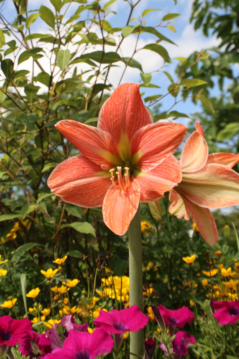 gontanokoneroku's tweet image. Hippeastrum 😁 

#Photography #Hippeastrum #Amaryllis