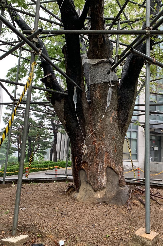 나무환자 본 적 있음
교통사고 환자마냥 철근깁스 하고 링거를 주렁주렁