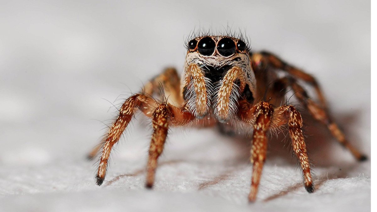 Only 5 days left to send us your creepy-crawly haiku before the deadline scuttles off. Don’t get caught in the web. 🕷️✍️

👉 poetrypea.com/s8e27-creepy-c…

#Haiku #PoetryPea #CreepyCrawly #PoetryCommunity #Micropoetry #PoetryCallOut #submissions