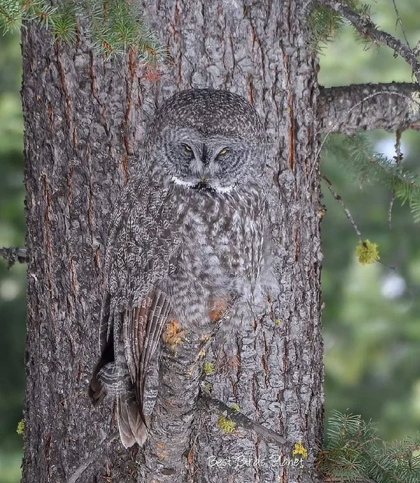 MelaniaFrance's tweet photo. Un exemple étonnant de camouflage de hibou. https://t.co/47SLzYAwjA