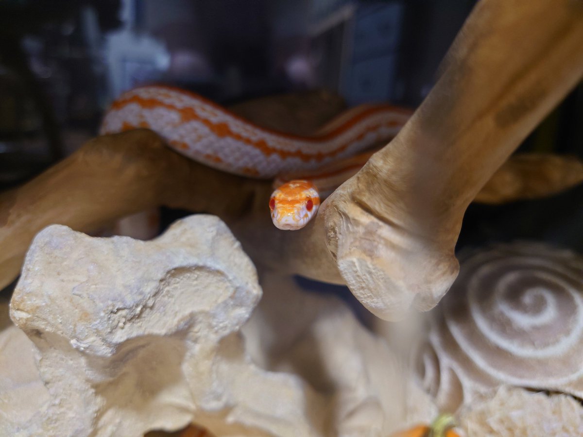 可愛い！って写真とった(画像1)けど反射するから鍵開けようとしたらカチャカチャ音でご飯?!(画像2)って反応して動きか出したから諦めたw