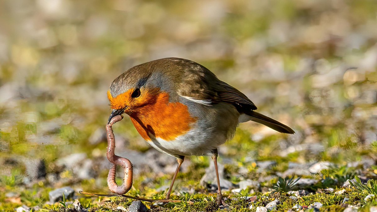 4 days left to submit your creepy-crawly haiku to Poetry Pea before the deadline wriggles away. Don’t miss the feast... 🪳✍️
👉 poetrypea.com/s8e27-creepy-c…

#Haiku #PoetryPea #CreepyCrawly #PoetryCommunity #Micropoetry #PoetryCallOut #submissions