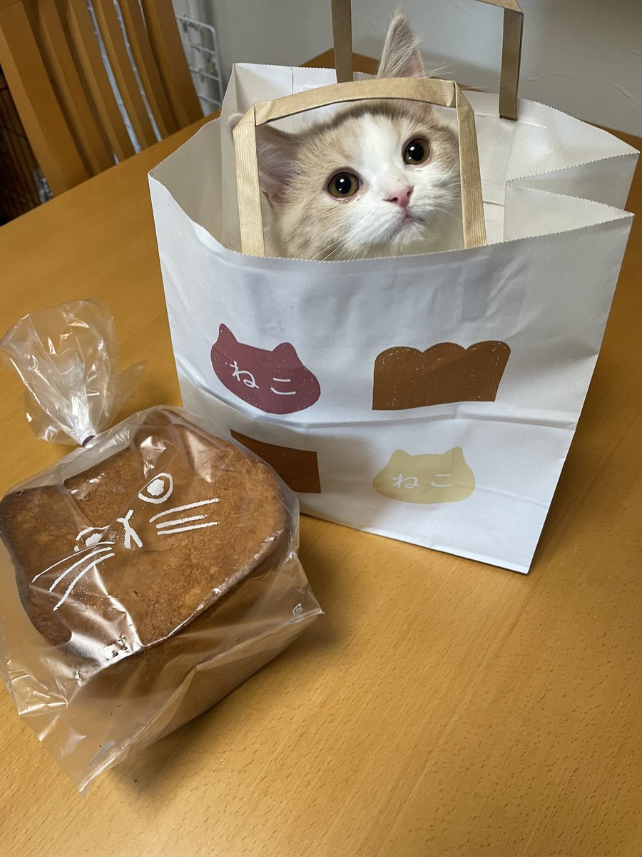 ねこねこ食パンになりきった猫