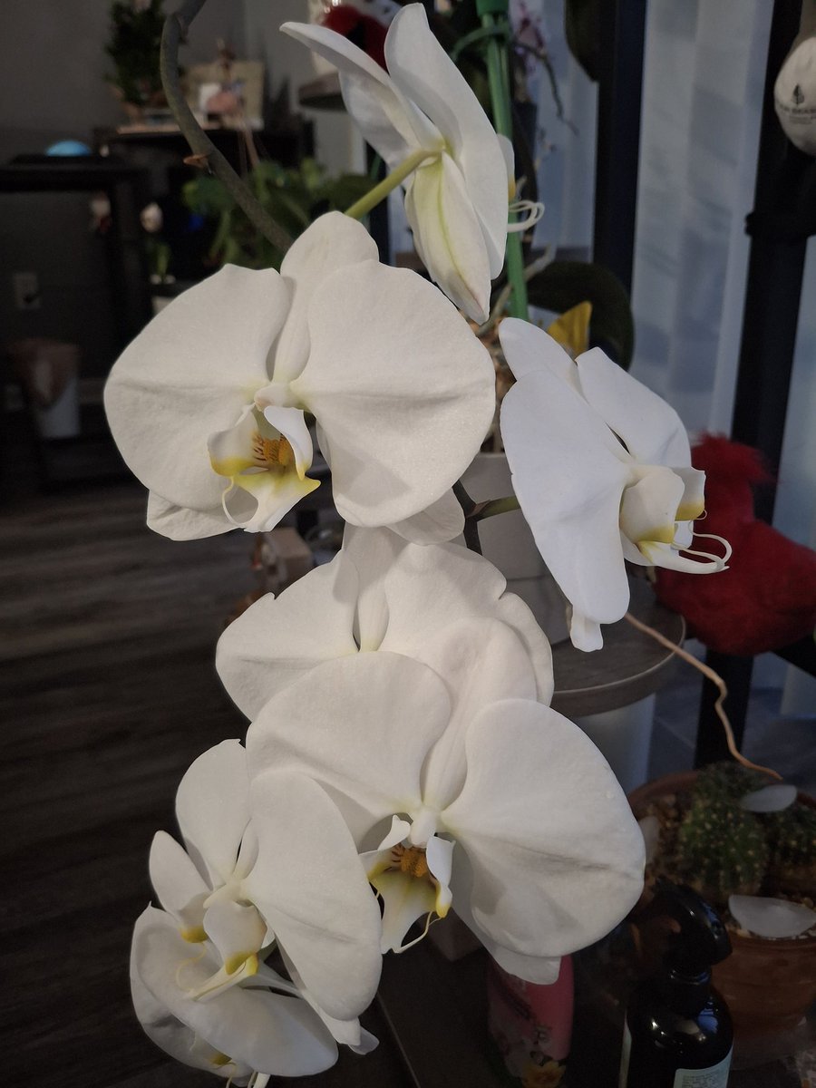 jaclynnorono's tweet photo. Interrupting your feed to wish you a wonderful productive week!!

(Pic of our orchids just because it's too pretty not to share!)

Happy Monday y'all!!!!!! https://t.co/Hmsm805Mc7
