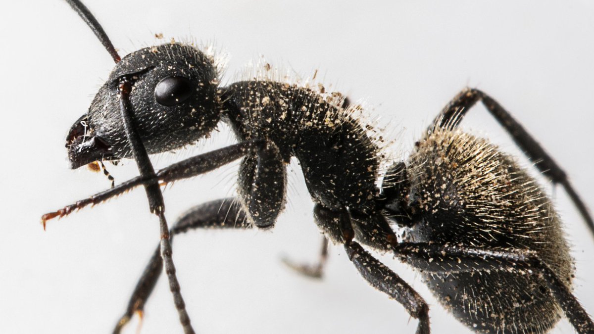 Your creepy-crawly haiku won’t write itself. 3 days left B4 the deadline scurries under the skirting board. 🐜✍️ 👉 poetrypea.com/s8e27-creepy-c…
#Haiku #PoetryPea #PoetryCallOut #Micropoetry #CreepyCrawly #PoetryCommunity #submissions

Deadline 15th August