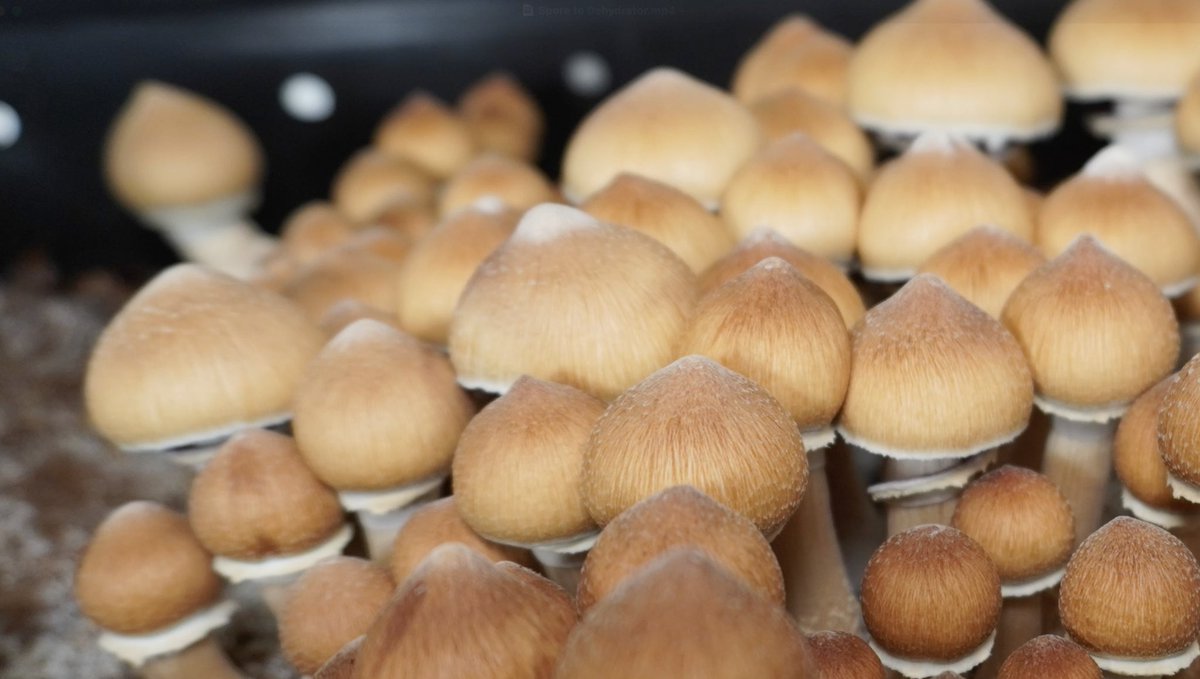 Insidehydro_'s tweet photo. Growing mushrooms from home full proccess- 
Spore to Dehydrator
https://t.co/V02xVfHPyc https://t.co/MqCAOoUBKb