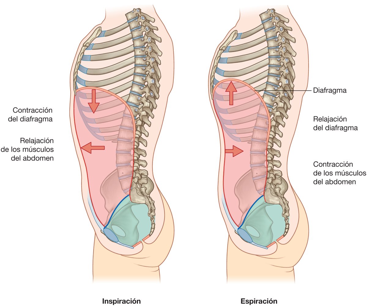PasionAnatomia's tweet photo. Función de la #ParedAbdominal durante la #respiración
📌#Inspiración: se relaja para adaptarse al desplazamiento inferior de las #VíscerasAbdominales durante la contracción del #diafragma
📌#Espiración: se contrae para ayudar a elevar las #CúpulasDiafragmáticas https://t.co/kFQH8S3zSF