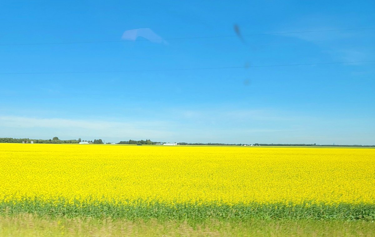 GameSeekerX's tweet photo. #CanolaFields #PrairieBeauty #AlbertaViews #FarmLife #SummerVibes https://t.co/9BLD82xQTm