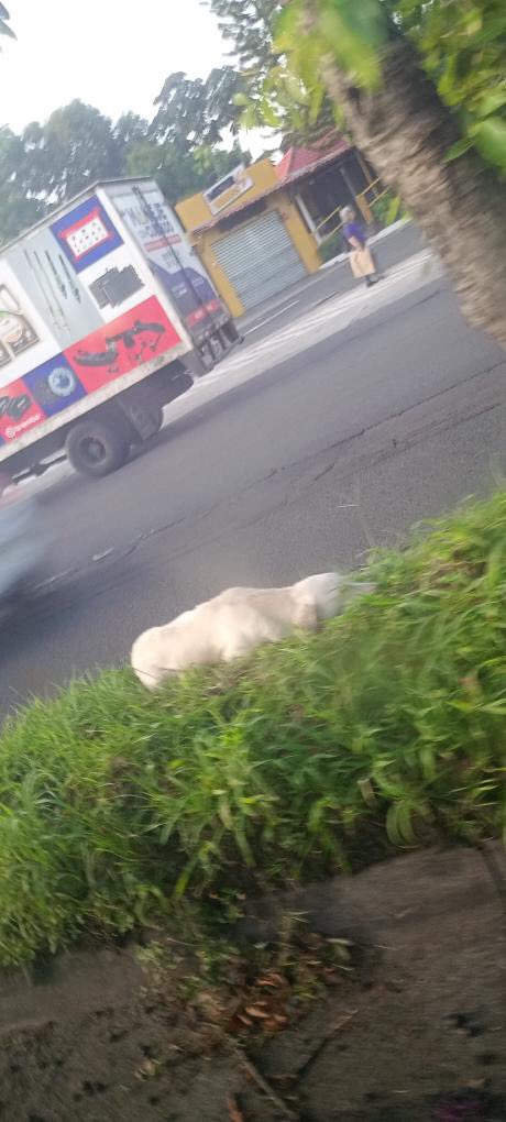 PERRITO G0LPEADO!!!
Esto es en: Autopista de Oro, Soyapango 
Punto de referencia: cerca Plaza Venecia