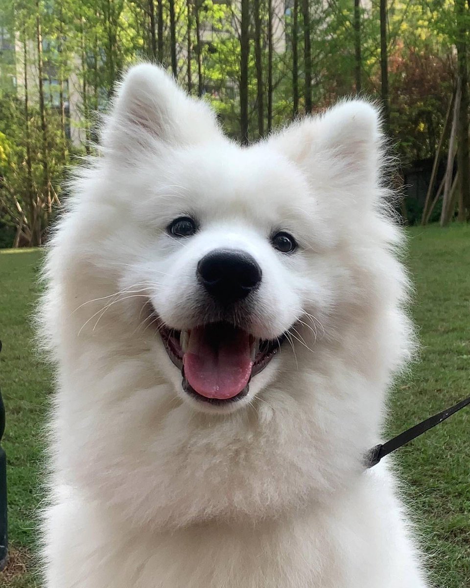 kinoisu tweet picture