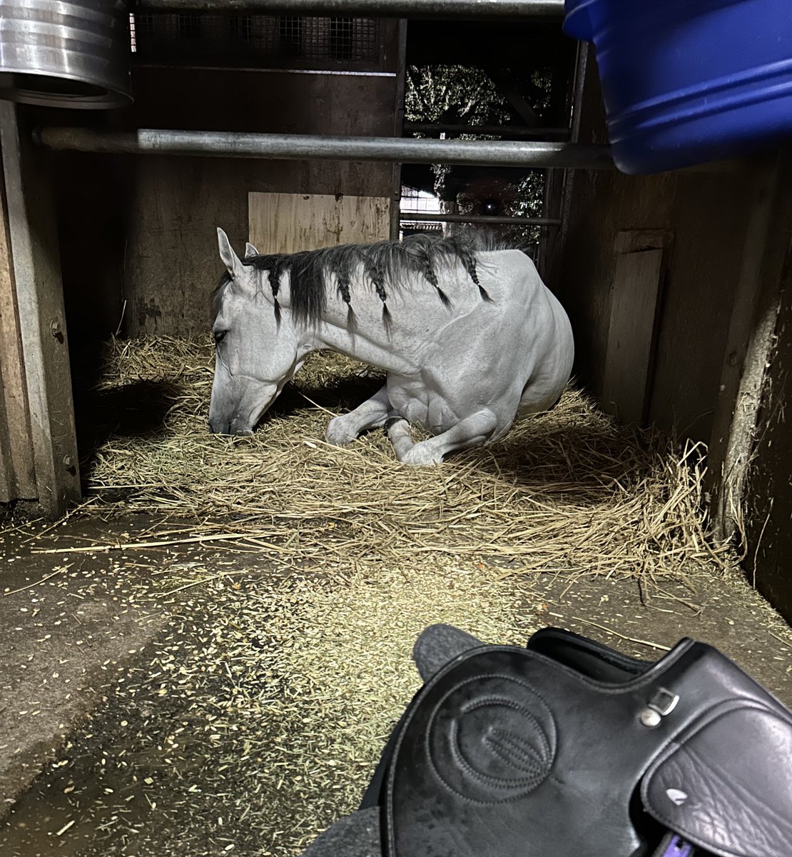 よく調教のぎりぎりまで寝ていた寝るの大好きコンちゃん🐑なかなかご飯食べなくて鼻先でまき散らすコンちゃん🌾人参大好きでおねだり上手のコンちゃん🥕
また会えると思って休養へ送り出したけど、転厩に😢ずっと応援してるからね✊🏻❤️‍🔥