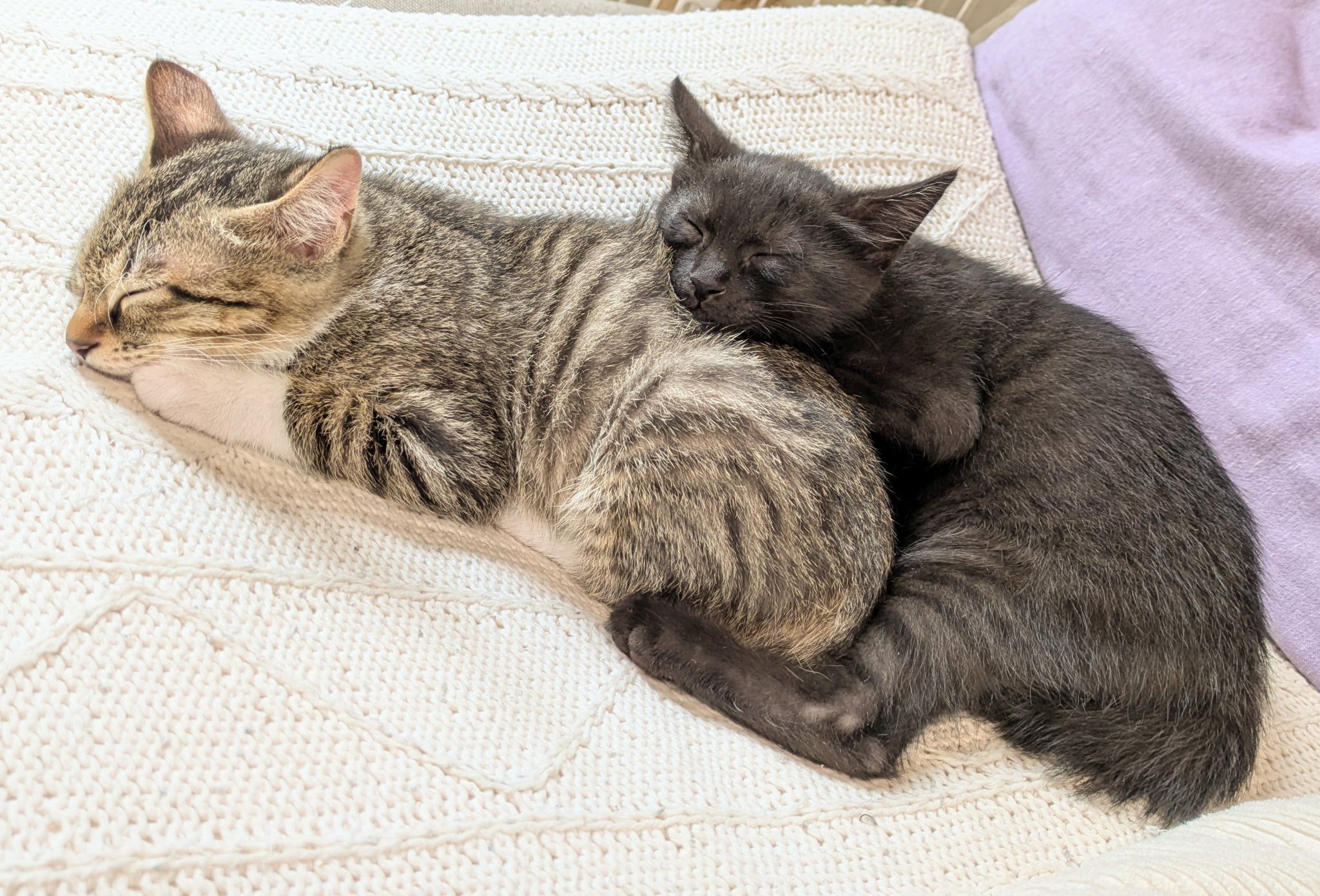 神猫ページ 1,000個限定で大人気「宇宙猫ミラー」が登場！猫のいる暮らしと