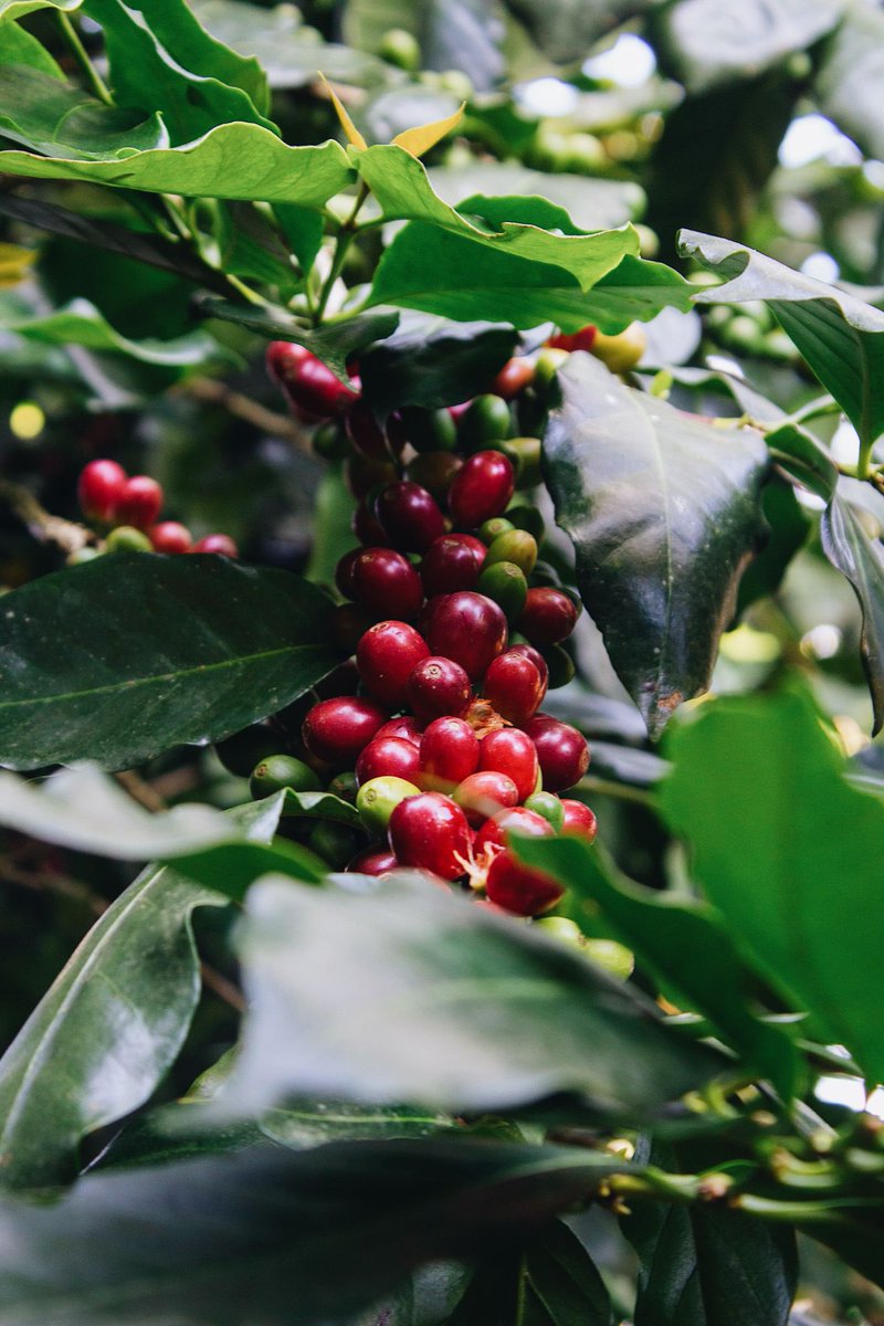 Jose Bautista (@joeybats19) on Twitter photo Early visits to the <a href="/Bellaaldea/">Bella Aldea Coffe</a> farm 🇩🇴☕️
Walking the fields, learning the process, and seeing the care that goes into each bean. Early visits to the <a href="/Bellaaldea/">Bella Aldea Coffe</a> farm 🇩🇴☕️
Walking the fields, learning the process, and seeing the care that goes into each bean.