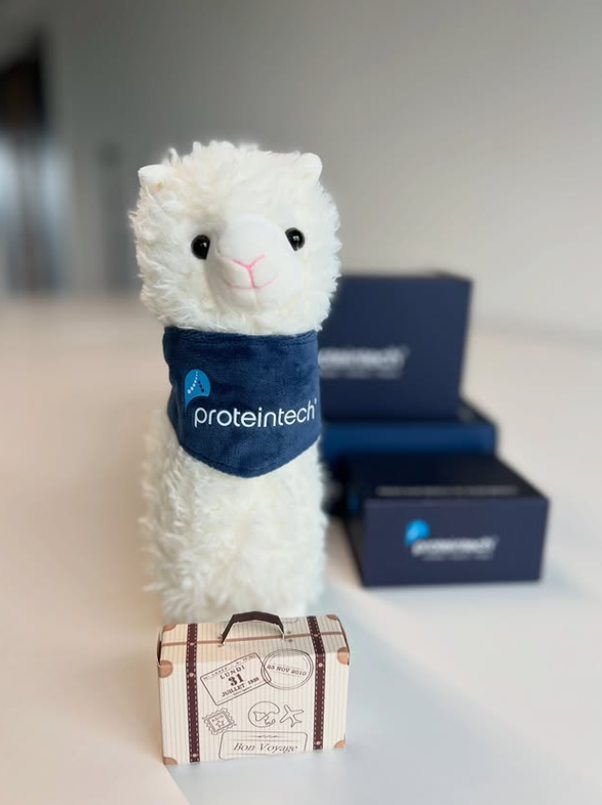 Proteintech's tweet photo. Alice the alpaca loves exploring ✈️

Where’s the best place your research has taken you? Comment below ⬇️

The most adventurous story will win their very own Alice Alpaca travel buddy. 🦙 🌎

#AliceAlpaca #labadventures #sciencetravel #phdjourney https://t.co/h3ovAfNIFq