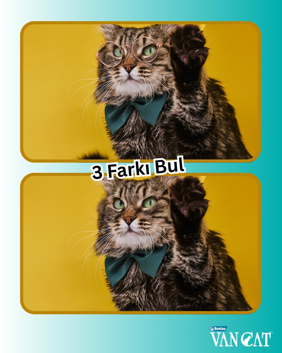 Bu iki kare görünüşte aynı… Ama aslında değil!
🐱 3 farkı bul, yorumlara yaz!