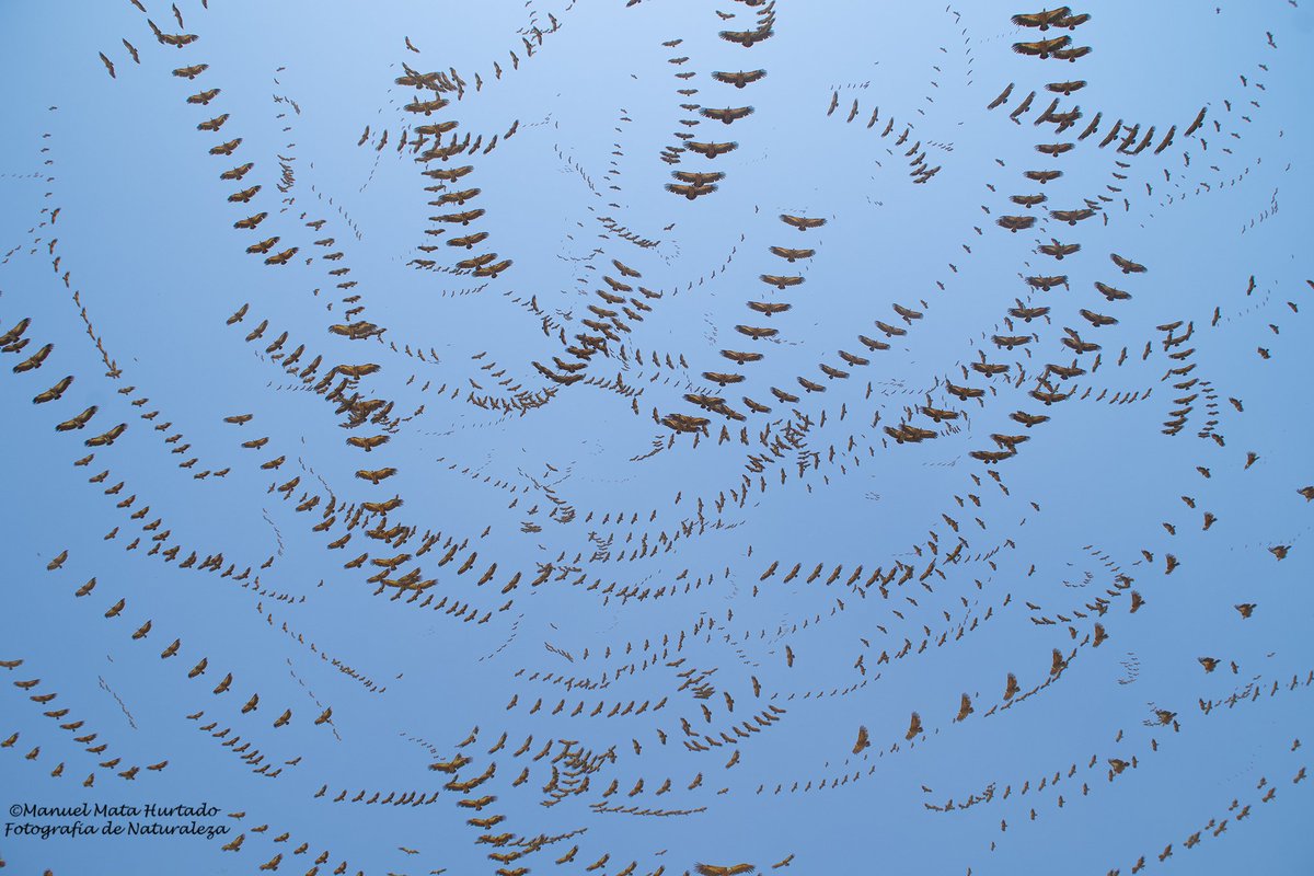 Manuel (Lolo) Mata tweet media