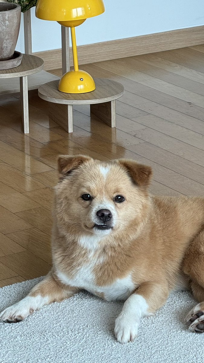 희희 웃상 강아지