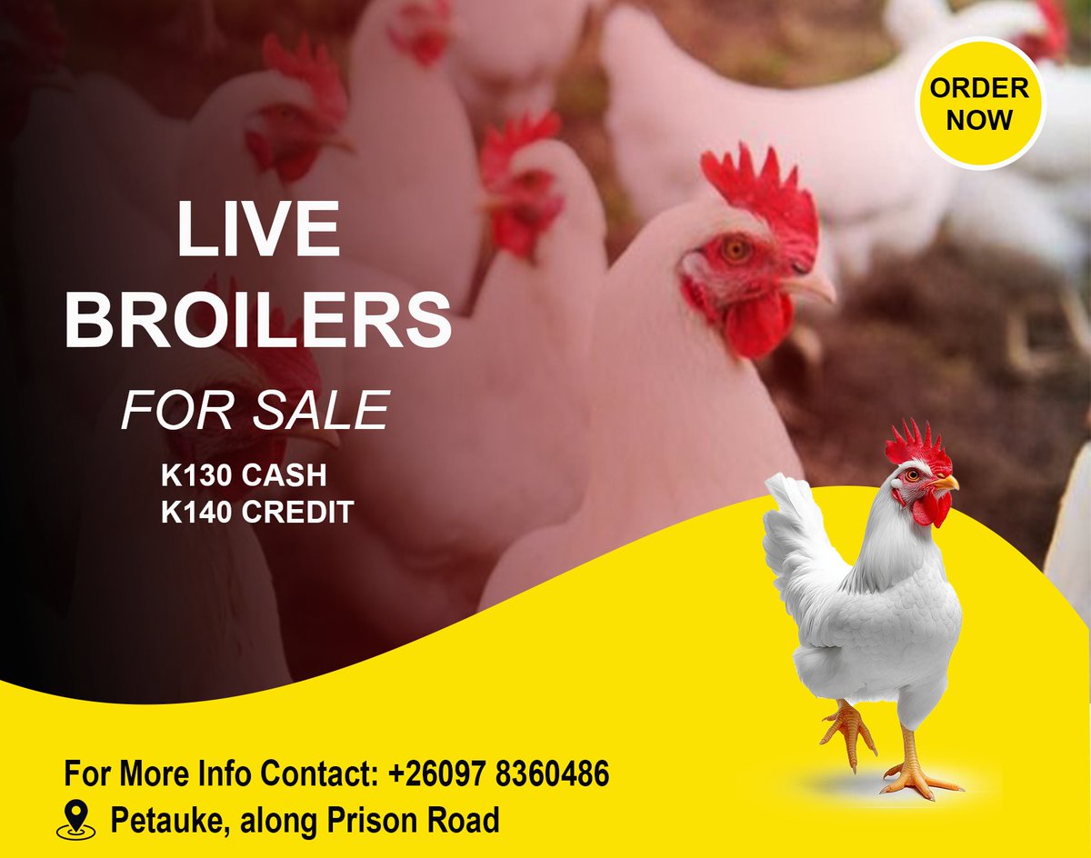 FrazerKalio's tweet image. New Design alert ⚠️ 📢
What are you waiting for? To try out our design solutions 🤩
We're just a DM away
*WhatsApp Channel:*
bit.ly/KalioCreativeH…
*Facebook Page:*
bit.ly/KalioCreativeH…
#FlyerDesign
#KCH
#DesignSolutions
#creativity
#BroilerChickens