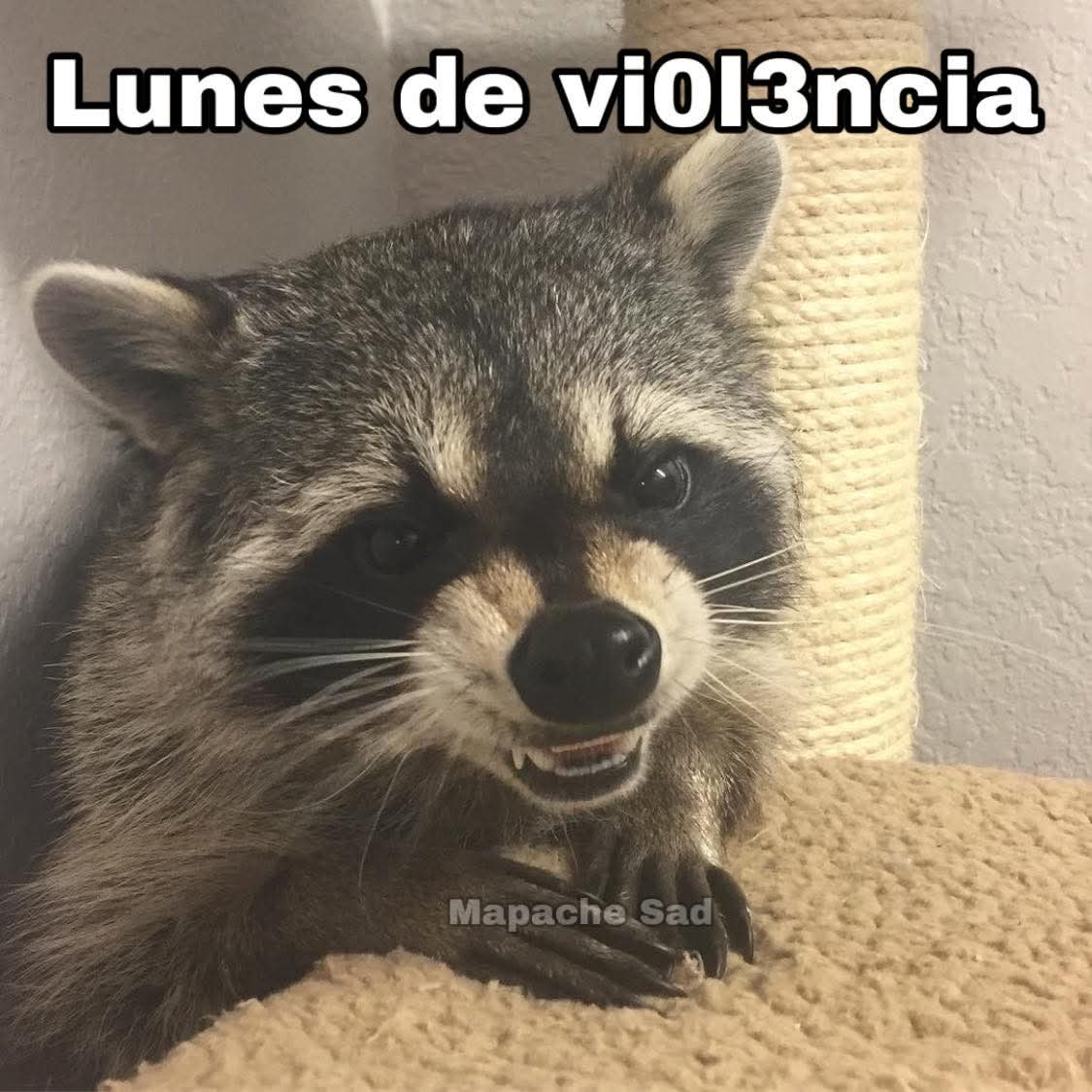 🦝yo en estos momentos en el trabajo 🦝