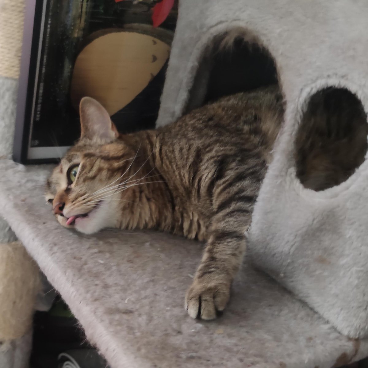 RedCrastinator's tweet photo. @milenkadraws This is my disco cat, I hope she qualifies https://t.co/PoYU8v0CR8