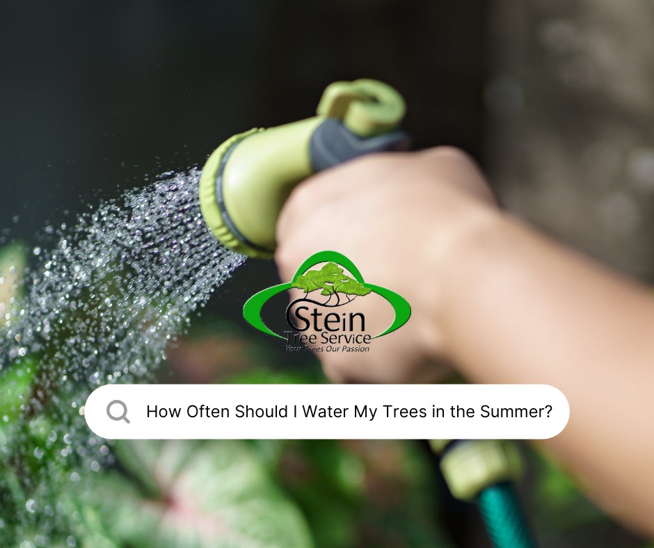 SteinTreeDe's tweet image. #TreeWatering is vital during hot summer months and proper watering depends on a few factors. Discover them and learn more about our top FAQs about #SummerTreeCare at bit.ly/3I27yRw.