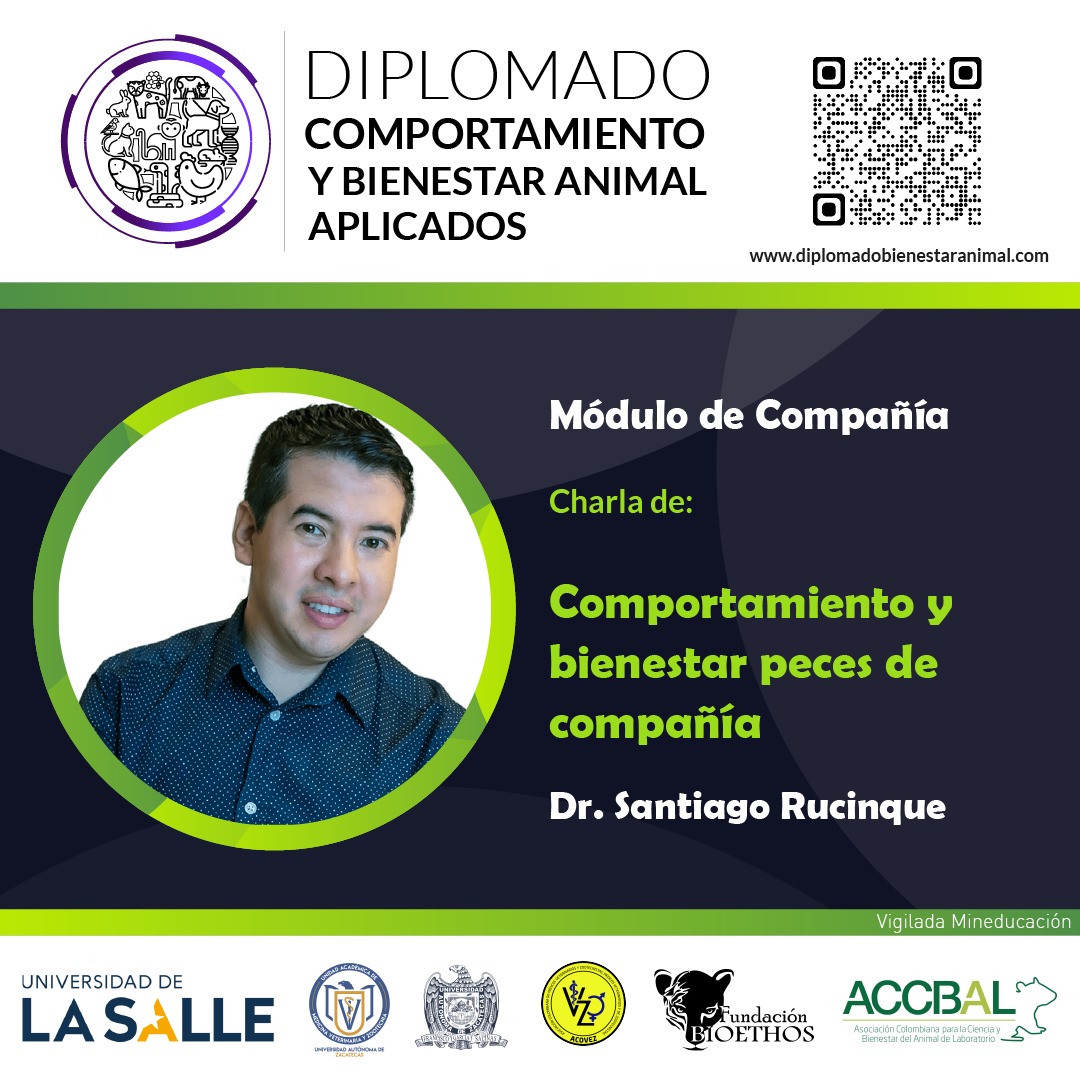 DiplomadoAnimal's tweet photo. 🚨Te esperamos en el Diplomado en Comportamiento y Bienestar Animal🚨 🎓 Certifica UNISALLE (COLOMBIA) y U de ZACATECAS (MEXICO)
✅ 145 horas con doble certificación internacional
✅ 100% virtual
📱 WhatsApp: +573197928507
@ACOVEZ @bioethoscol @AccbalColombia https://t.co/G0sggMYhUJ