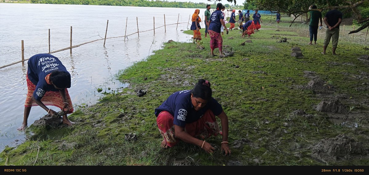 DrcscIndia's tweet photo. Greetings and wishes on 49th HCL Day from Sundarbans. 
DRCSC celebrates 49th HCL Day under the project "Restoration and Rehabilitation of Mangrove and Social Forestry Ecosystem in the Coastal Sundarbans" through plantation of 10,000 mangroves in the Hingalganj and Patharpratima . https://t.co/BUG6NGstZ5