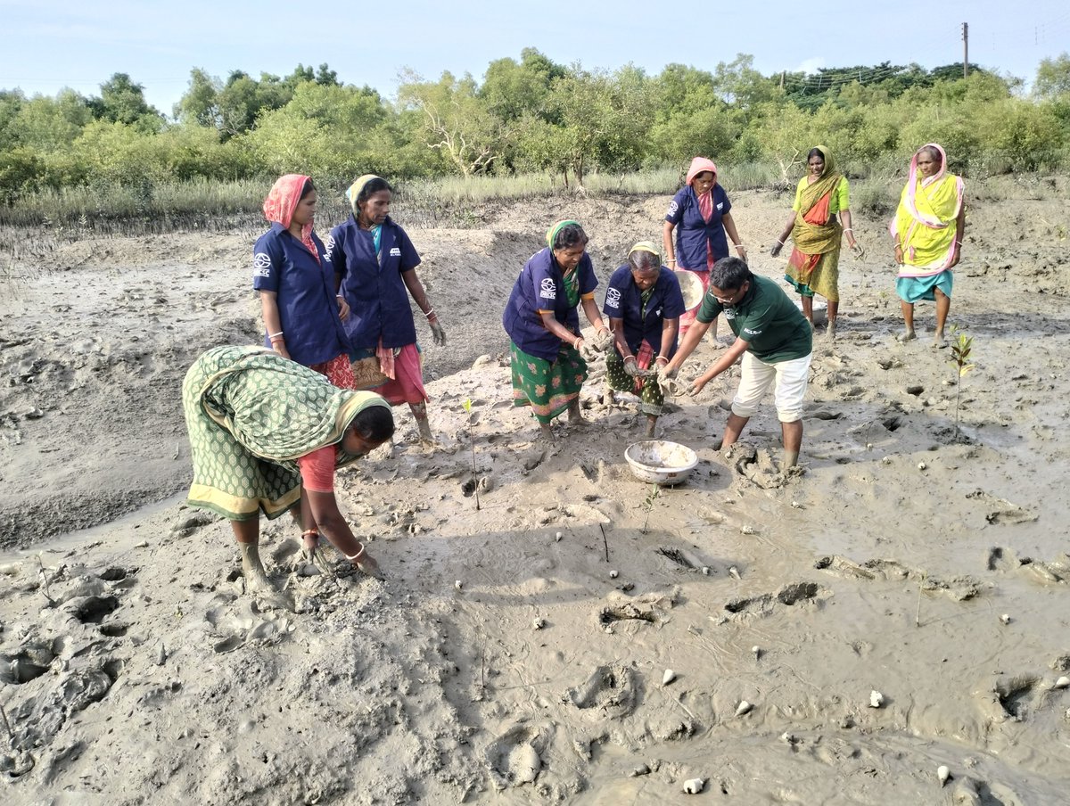 DrcscIndia's tweet photo. Greetings and wishes on 49th HCL Day from Sundarbans. 
DRCSC celebrates 49th HCL Day under the project "Restoration and Rehabilitation of Mangrove and Social Forestry Ecosystem in the Coastal Sundarbans" through plantation of 10,000 mangroves in the Hingalganj and Patharpratima . https://t.co/BUG6NGstZ5