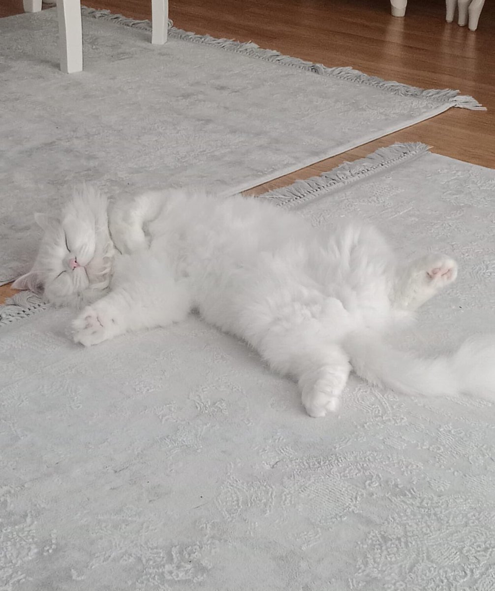 motherofidiots's tweet photo. 4 yaşında kısır erkek british longhair, aşıları tam. Maalesef tüy döküyor diye sahiplendirmek istiyorlar. Beddua ederek yeni yuvasını bulamayız. Lütfen paylaşın, yer İstanbul. https://t.co/0PlG0uWXtm