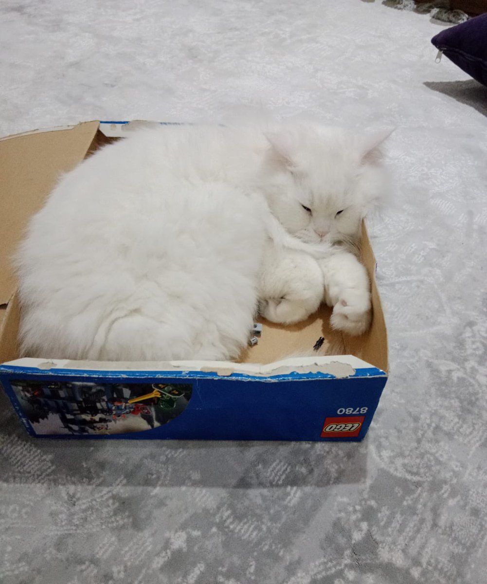 motherofidiots's tweet photo. 4 yaşında kısır erkek british longhair, aşıları tam. Maalesef tüy döküyor diye sahiplendirmek istiyorlar. Beddua ederek yeni yuvasını bulamayız. Lütfen paylaşın, yer İstanbul. https://t.co/0PlG0uWXtm