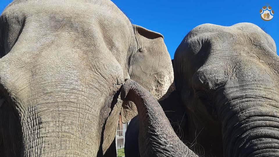 Happy World Elephant Day!!!!