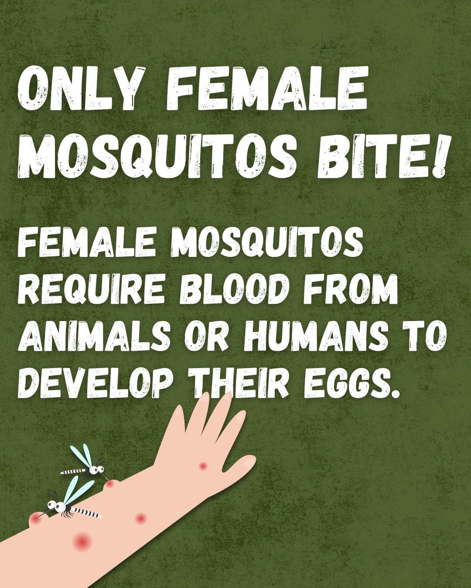 Placer Mosquito tweet media