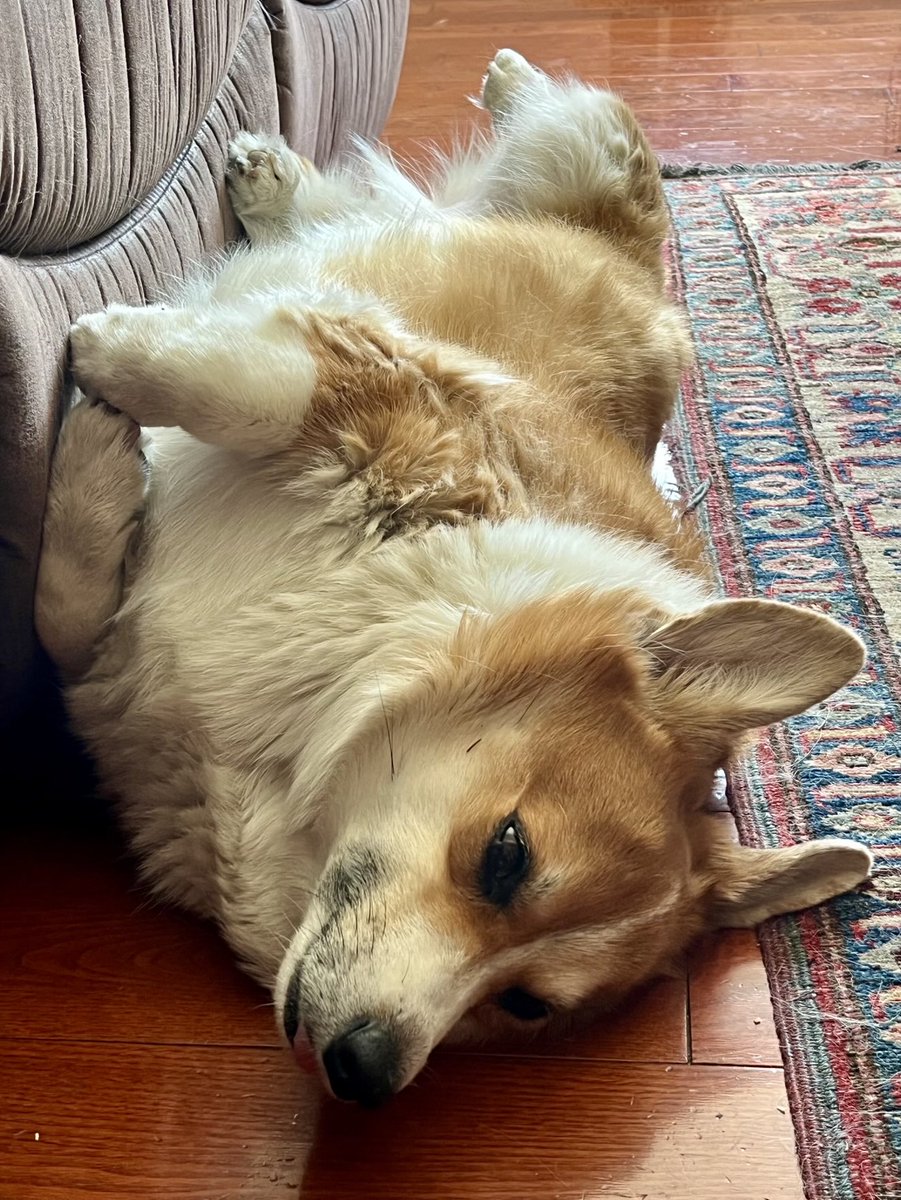LongbottomMorty's tweet photo. Resting up after corgi beach day - cottage time starts in a couple of days!
#corgi #corgicrew https://t.co/N3fpWAhkTO