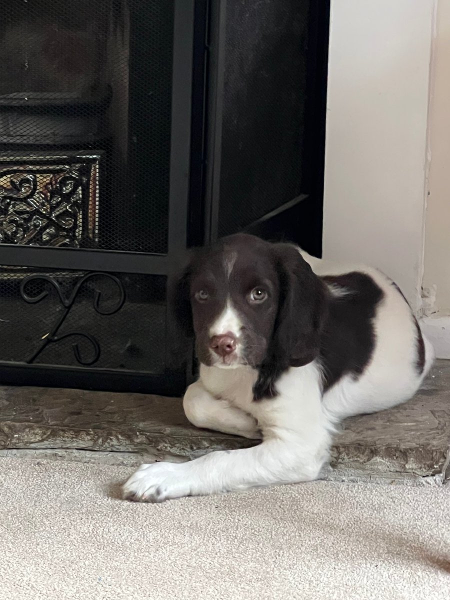 millypod1's tweet photo. 🆘10 AUG 2025 #Lost Breeze #ScanMe #PUPPY 
YOUNG Liver &amp; White English Springer Spaniel Female
#StratfieldSaye #Reading #Hampshire #RG7
https://t.co/rNniMC7Ugt https://t.co/FxtaWX8Aj0