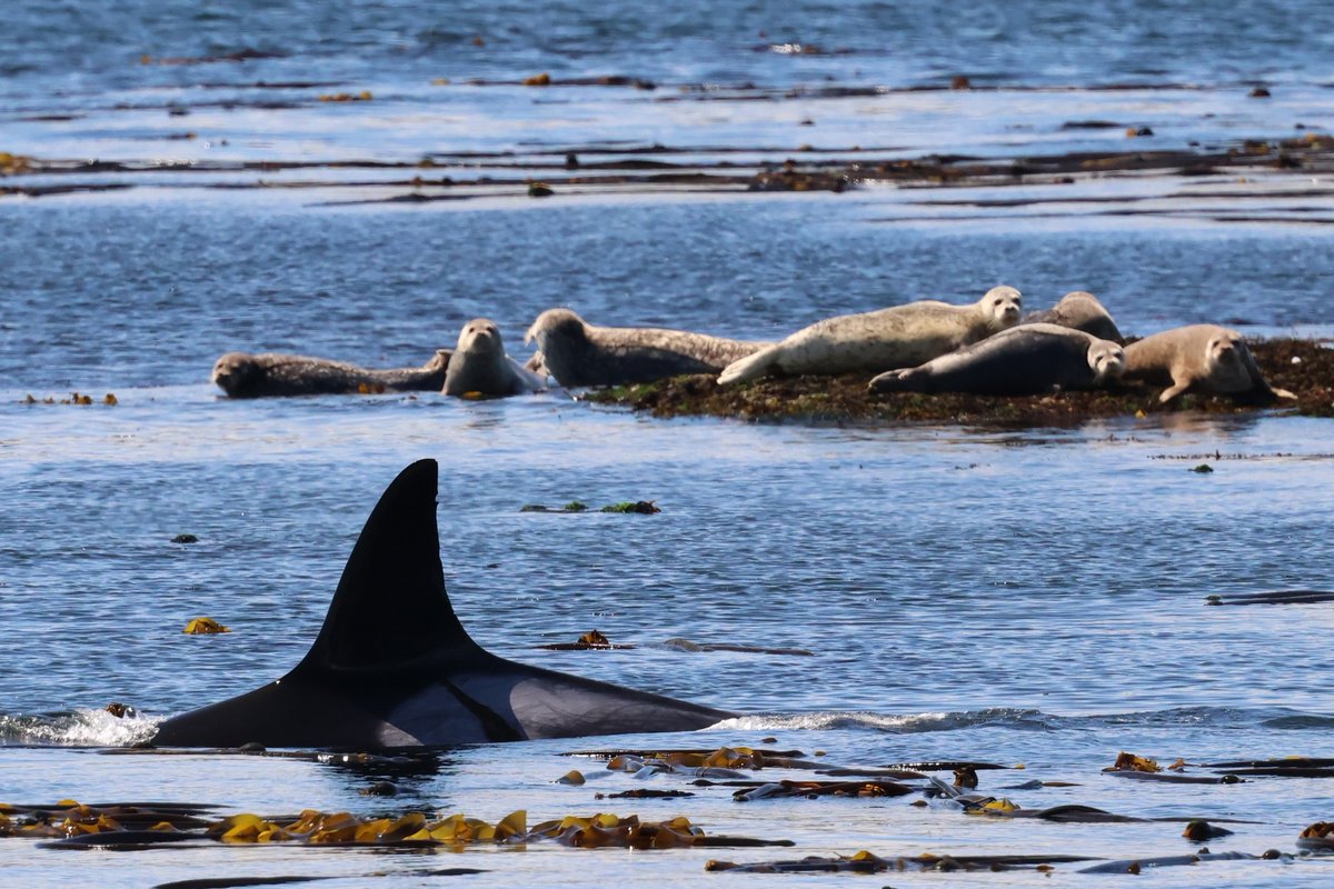 Pacific Whale Watch Association π³ (@thepwwa) on Twitter photo Even in a heat wave, these seals don't dare go for a dip when T19 "Nootka" is on the prowl!
π·: Kyla Bivens, <a href="/psxpress/">Puget Sound Express</a> Even in a heat wave, these seals don't dare go for a dip when T19 "Nootka" is on the prowl!
π·: Kyla Bivens, <a href="/psxpress/">Puget Sound Express</a>
