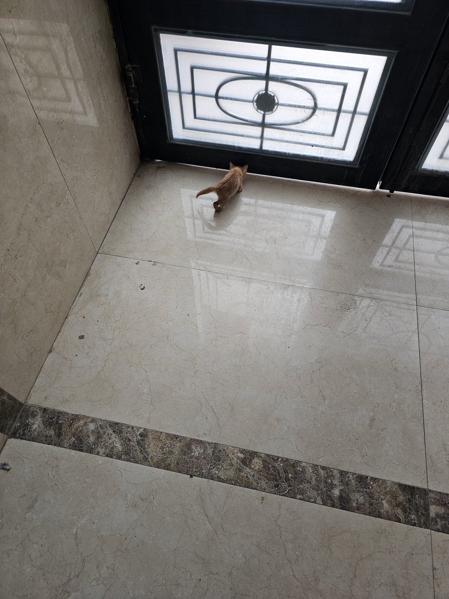 I've got a guard kitten at my flat in Saudi 🤣