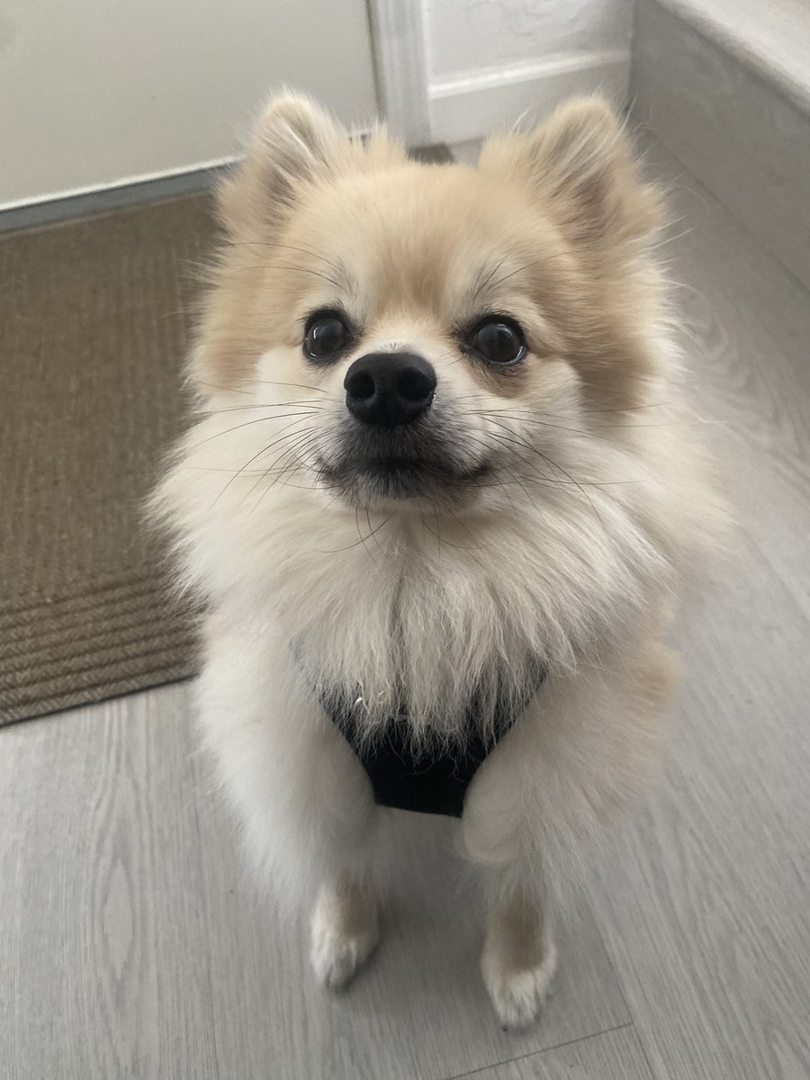 noel shmooperino tweet media