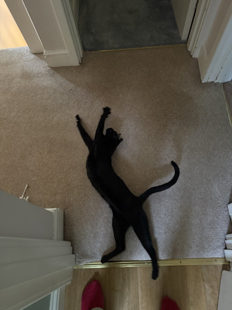 My cat can do both kangaroo and heraldic lion impressions.