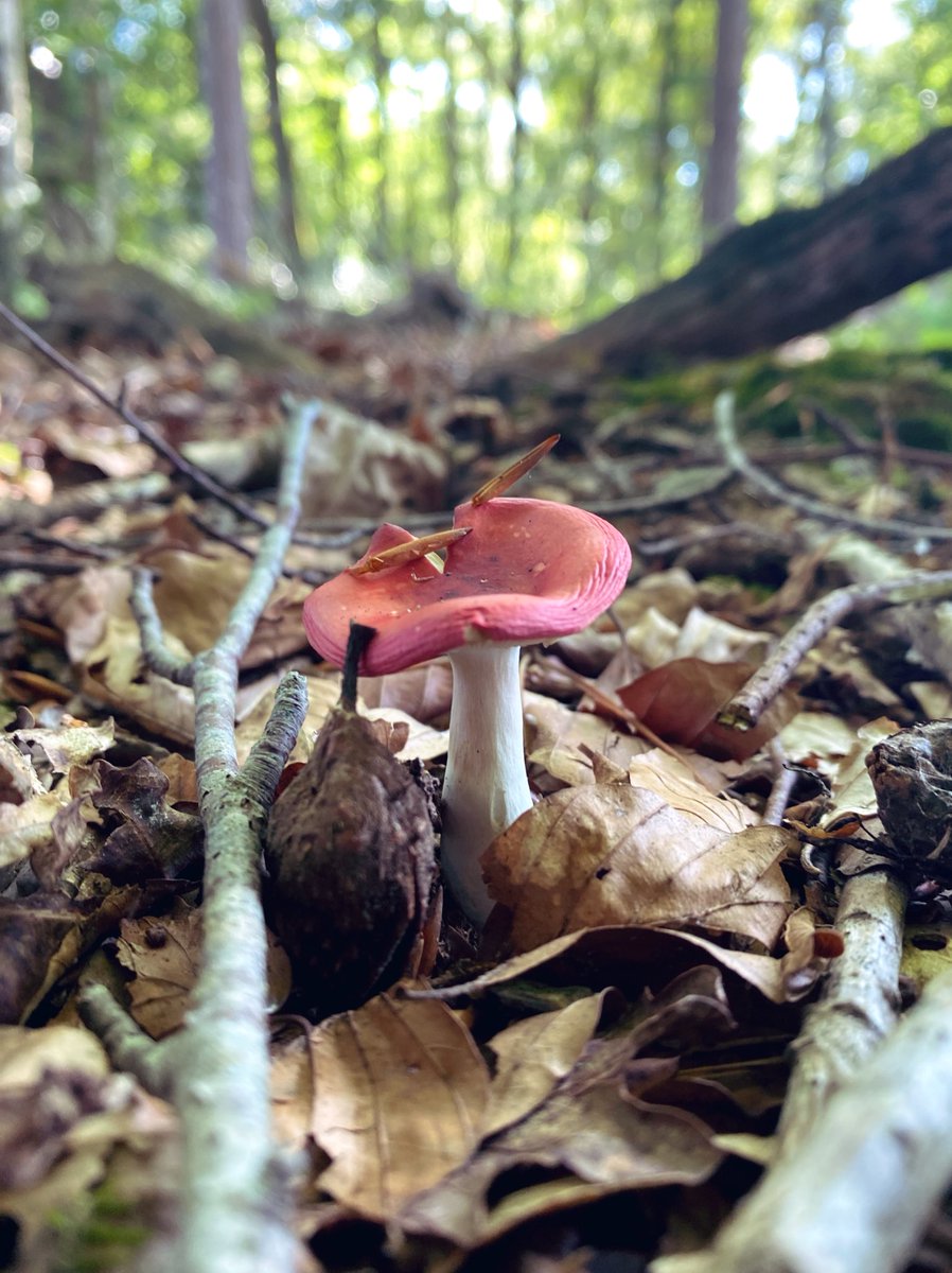 En ik als kind maar denken dat paddenstoelen alleen in de herfst groeien. 🙃